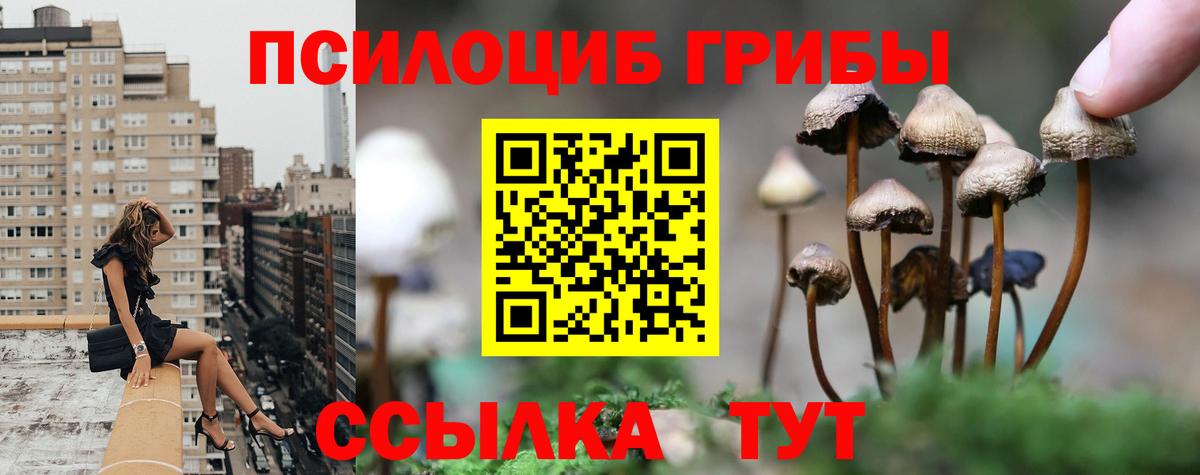 Котлас  Галлюциногенные грибы Psilocybine cubensis  Вход с VPN 